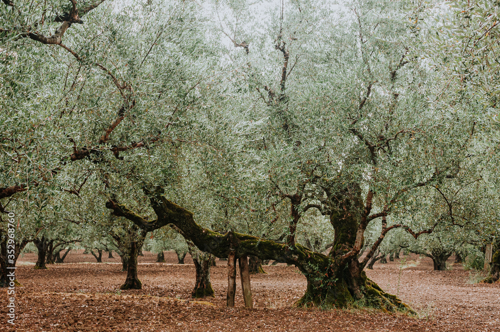 Abonado del olivo